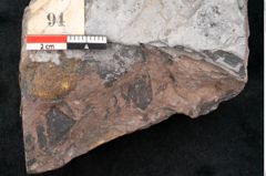 Foto (Detailansicht) von Noeggerathia palmaeformis Goeppert (NHMW-GEO-2024-0188-10751)